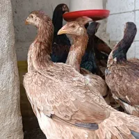 مرغ وخروس لاری