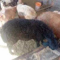 قوچ هترو|حیوانات مزرعه|جغتای, |دیوار