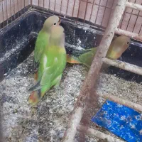 کوتوله دستی اوپال|پرنده|تایباد, |دیوار