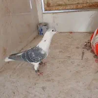 کبوتر افغان