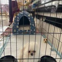 پامر تیکاپ ۲ماهه|سگ|مشهد, دانشجو|دیوار