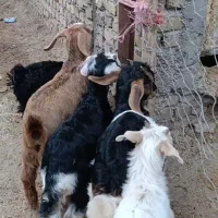 5راس بزغاله نژاد دار برای نگهداری|حیوانات مزرعه|کرج, فاز ۲ مهرشهر|دیوار