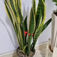 گل و گلدان|گل و گیاه طبیعی|اهواز, سیصد دستگاه|دیوار