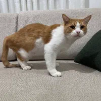 واگذاری گربه در رشت|گربه|رشت, پستک|دیوار