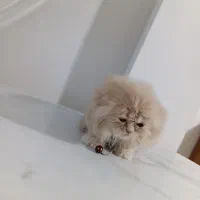 واگذاری فوری گربه اسکاتیش لانگ هیر