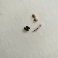 مهره وسنگ قدیمی