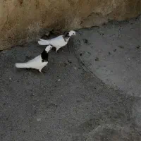 طوقی