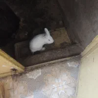 خرگوش