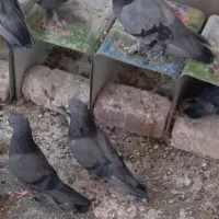 سبز کلایی سبز هما