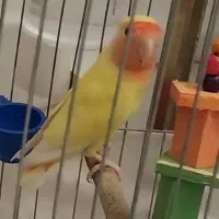 جوجه کوتوله زرد هلویی اصلا گاز نمیگیره