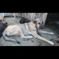 توله سگ پژدر سرابی واگزاری با پرنده