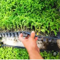 نشا گوجه فرنگی