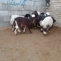 میش وبره|حیوانات مزرعه|کرمانشاه, |دیوار