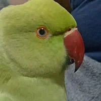 پرنده گمشده ملنگو سرحد اباد ماده