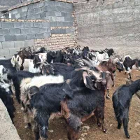 بز‌‌ کهره‌‌ چپش‌‌|لوازم جانبی حیوانات|مرودشت, دولت آباد|دیوار