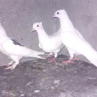 کبوتر. جوجه  سفید. و لک دوش و پاکستانی