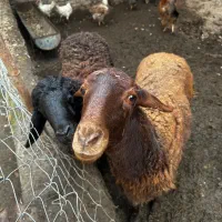 بره|حیوانات مزرعه|قرق, |دیوار