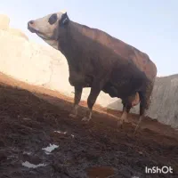 گاو ماده|حیوانات مزرعه|سراوان, |دیوار