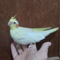 عروس هلندی نر نرمه خور در آزادشهر