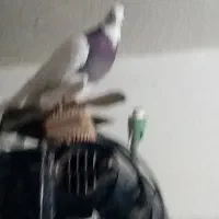 پرنده|پرنده|مرودشت, دولت آباد|دیوار