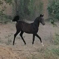 کره مادیان شجره دار