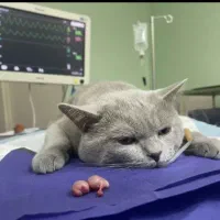 عقیم سازی حیوانات زیر نظر متخصص