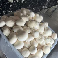 قارچ تازه ارگانیک چینش روز