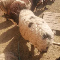 بره بومی وگوشت بره