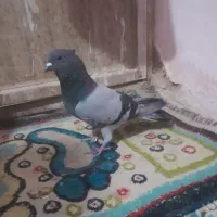 کبوتر دمگیر