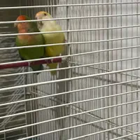 طوطی برزیلی|پرنده|آبیک, |دیوار