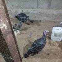 تعدادی مرغ خروس بوقلمون|حیوانات مزرعه|قزوین, |دیوار