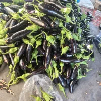 بادمجون شیرین مشهد