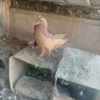 کفتر|پرنده|کرمان, |دیوار