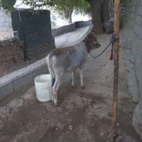 گاو و گوساله|حیوانات مزرعه|ایذه, |دیوار