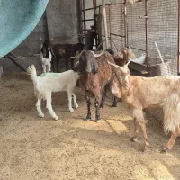 بز،تعدادی بز داشتی درجه یک آبستن کهره دارچغل