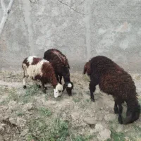 ۴ عدد  بره ماده سالم واکسن خورده