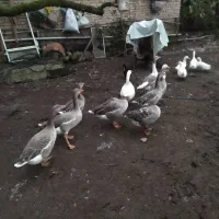 غاز محلی|حیوانات مزرعه|لاهیجان, پردسر|دیوار