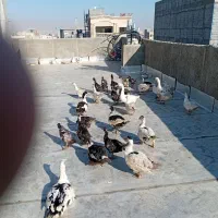 غاز سیکاس اردک|حیوانات مزرعه|بجنورد, |دیوار