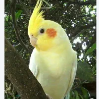 گم شدن پرنده