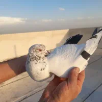 کفتر غریب گیری