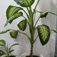 گل دیفن ماده