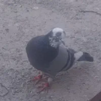 کبوتر