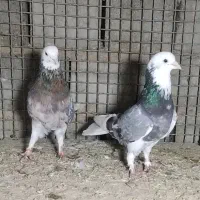 شازده هما نیست درجهان