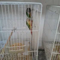 گرینچیک جفت