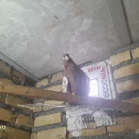 دو کفتر به فروش میرسد