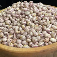 لوبیا چیتی|خوردنی و آشامیدنی|بهار, |دیوار