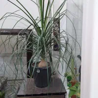 لیندابسیارسرحال