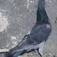 چند تا کفتر|پرنده|تربتحیدریه, شهدا|دیوار