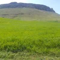 فروش بزر گندم