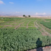 تیم پیاز فروشی|خدمات باغبانی و درختکاری|رامهرمز, |دیوار